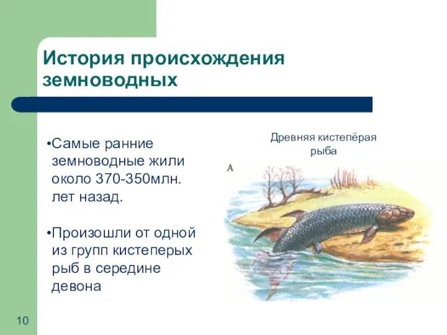 История происхождения земноводных Самые ранние земноводные жили около 370-350млн.лет назад. Произошли