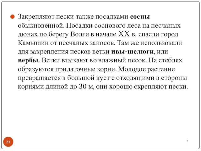 Закрепляют пески также посадками сосны обыкновенной. Посадки соснового леса на песчаных