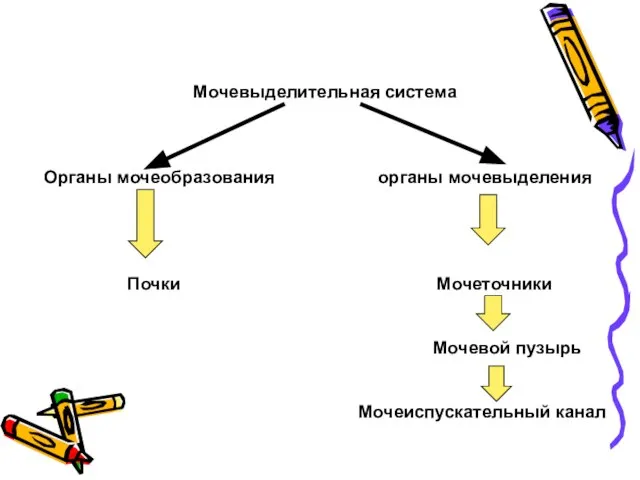 Мочевыделительная система Органы мочеобразования органы мочевыделения Почки Мочеточники Мочевой пузырь Мочеиспускательный канал