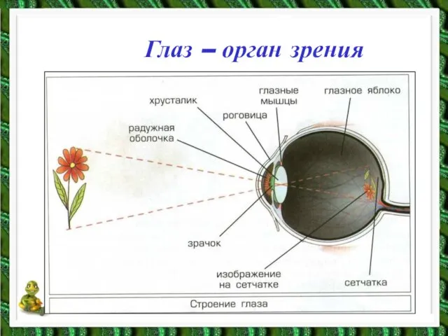 Глаз – орган зрения
