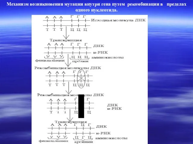 Механизм возникновения мутации внутри гена путем рекомбинации в пределах одного нуклеотида.