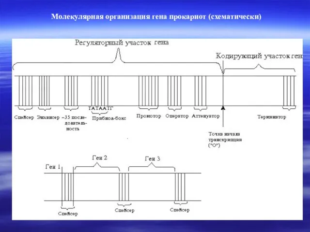 Молекулярная организация гена прокариот (схематически)