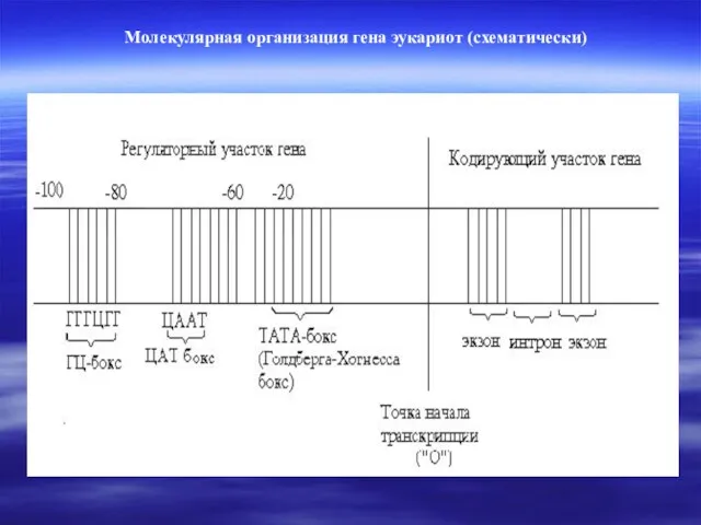 Молекулярная организация гена эукариот (схематически)