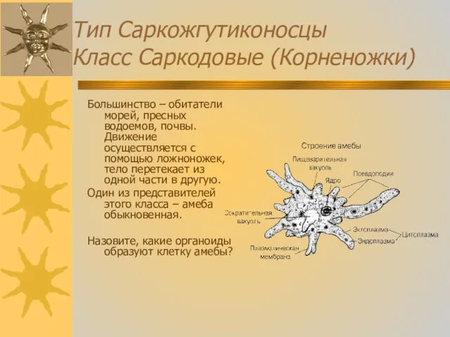 Тип Саркожгутиконосцы Класс Саркодовые (Корненожки) Большинство – обитатели морей, пресных водоемов,