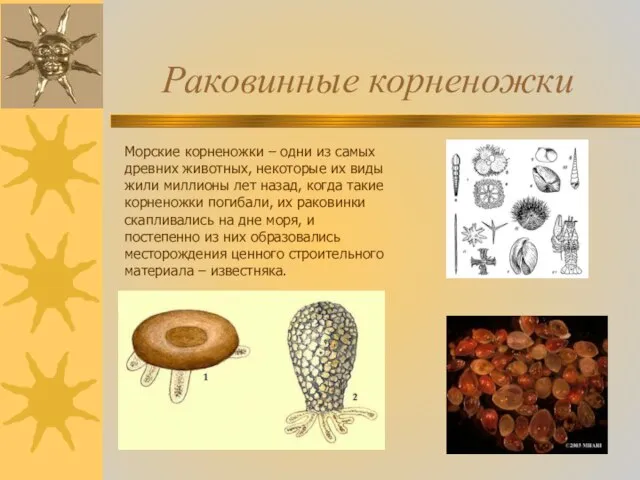 Раковинные корненожки Морские корненожки – одни из самых древних животных, некоторые