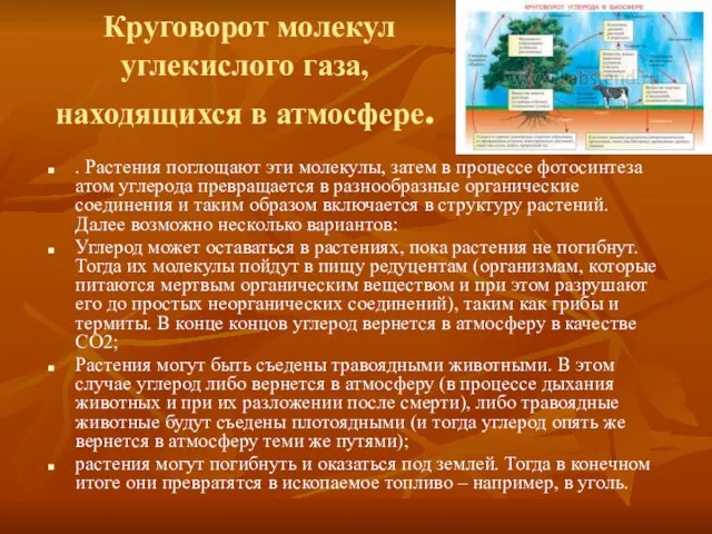 Круговорот молекул углекислого газа, находящихся в атмосфере. . Растения поглощают эти