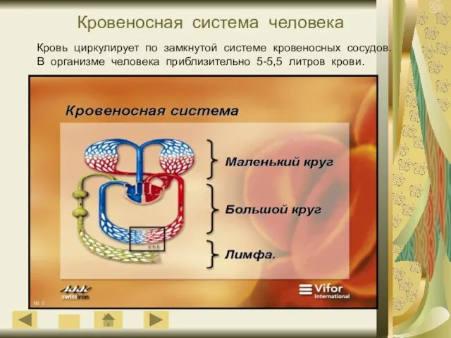 Кровеносная система человека Кровь циркулирует по замкнутой системе кровеносных сосудов. В