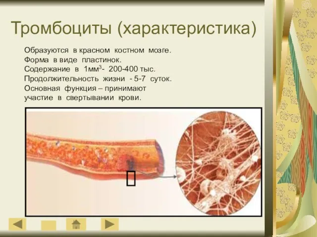 Тромбоциты (характеристика) Образуются в красном костном мозге. Форма в виде пластинок.