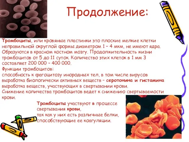 Продолжение: Тромбоциты участвуют в процессе свертывания крови, так как у них