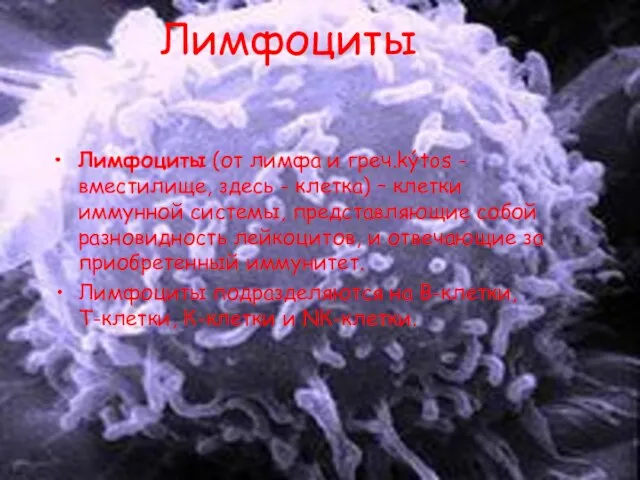 Лимфоциты Лимфоциты (от лимфа и греч.kýtos - вместилище, здесь - клетка)