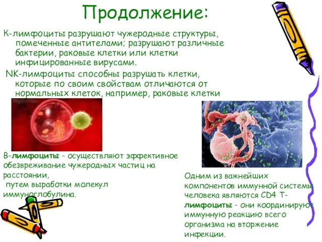 Продолжение: К-лимфоциты разрушают чужеродные структуры, помеченные антителами; разрушают различные бактерии, раковые