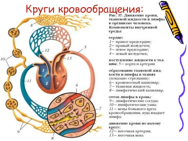 Круги кровообращения: