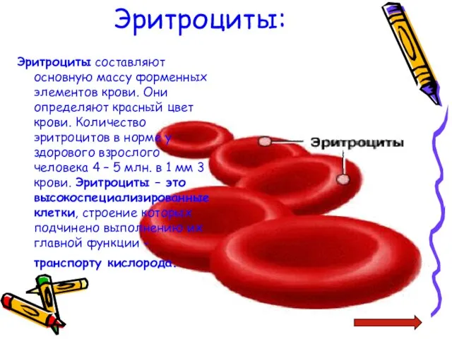 Эритроциты: Эритроциты составляют основную массу форменных элементов крови. Они определяют красный