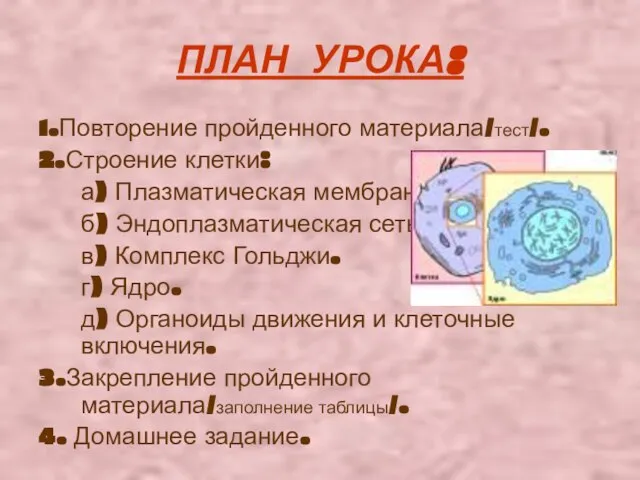 ПЛАН УРОКА: 1.Повторение пройденного материала/тест/. 2.Строение клетки: а) Плазматическая мембрана. б)