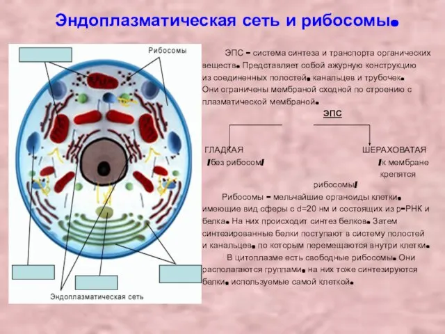 Эндоплазматическая сеть и рибосомы. ЭПС – система синтеза и транспорта органических