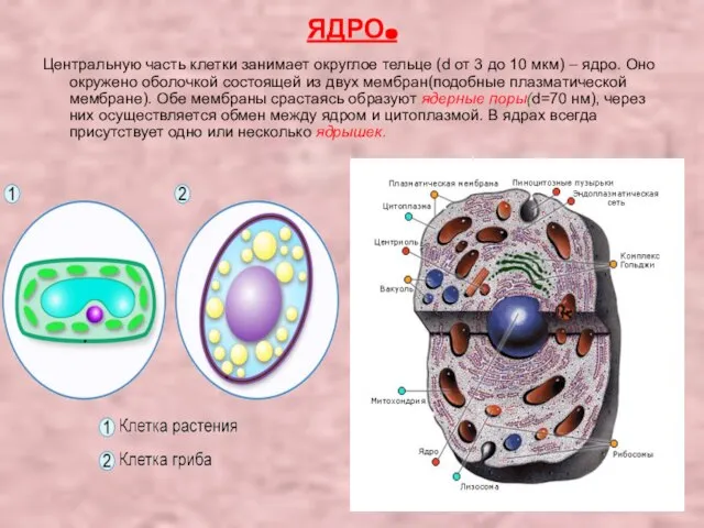 ЯДРО. Центральную часть клетки занимает округлое тельце (d от 3 до