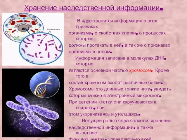 Хранение наследственной информации. В ядре хранится информация о всех признаках организма,