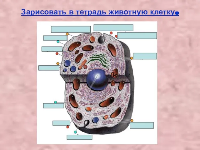 Зарисовать в тетрадь животную клетку.