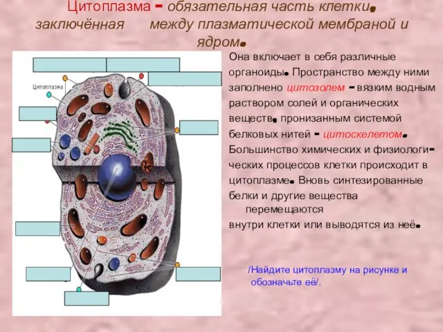 Цитоплазма – обязательная часть клетки, заключённая между плазматической мембраной и ядром.