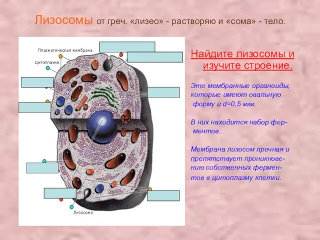 Лизосомы от греч. «лизео» - растворяю и «сома» - тело. Найдите