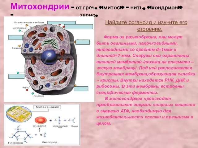 Митохондрии – от греч. «митос» - нить, «хондрион» - зерно. Найдите