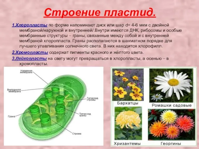 Строение пластид. 1.Хлоропласты по форме напоминают диск или шар d= 4-6