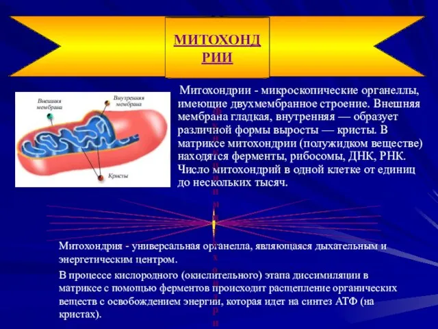 Митохондрии - микроскопические органеллы, имеющие двухмембранное строение. Внешняя мембрана гладкая, внутренняя