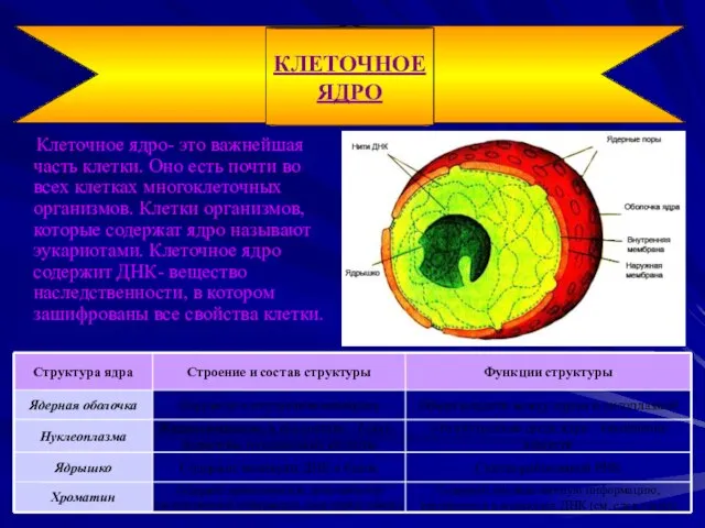 Клеточное ядро- это важнейшая часть клетки. Оно есть почти во всех