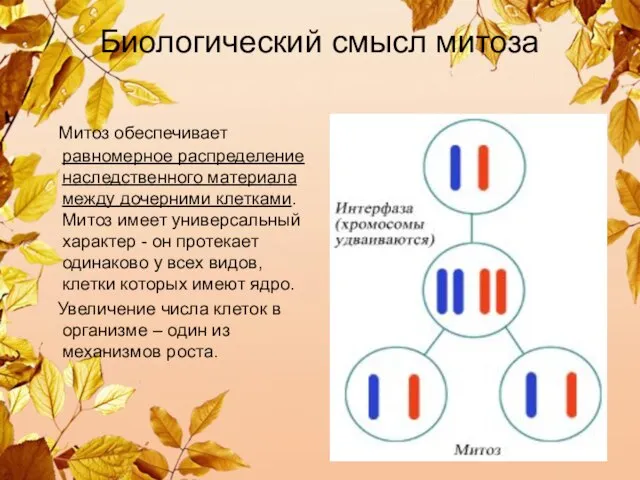 Биологический смысл митоза Митоз обеспечивает равномерное распределение наследственного материала между дочерними