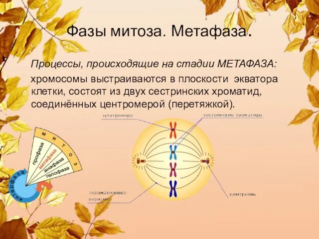 Фазы митоза. Метафаза. Процессы, происходящие на стадии МЕТАФАЗА: хромосомы выстраиваются в