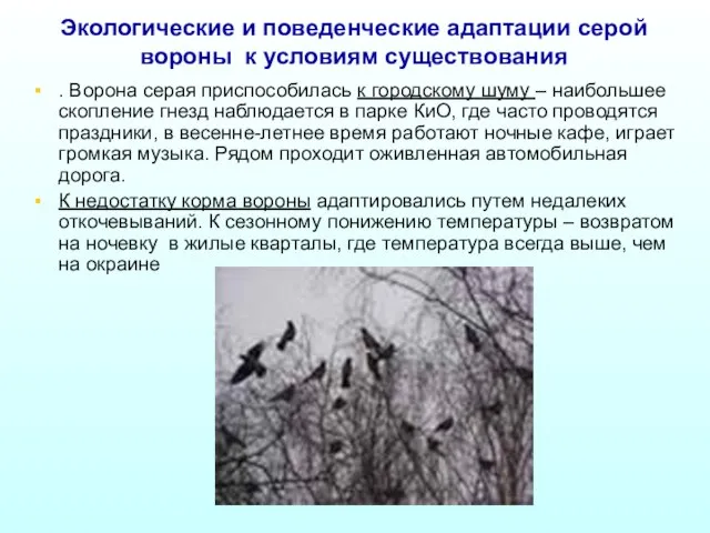 Экологические и поведенческие адаптации серой вороны к условиям существования . Ворона