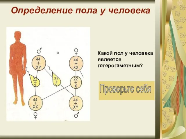 Определение пола у человека Какой пол у человека является гетерогаметным?