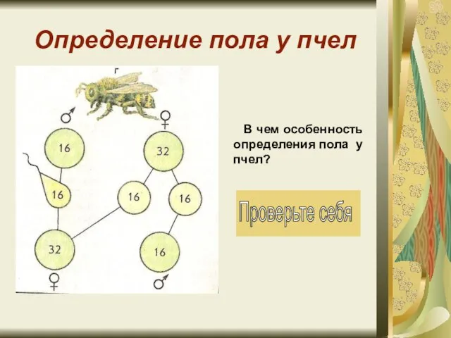 Определение пола у пчел В чем особенность определения пола у пчел?