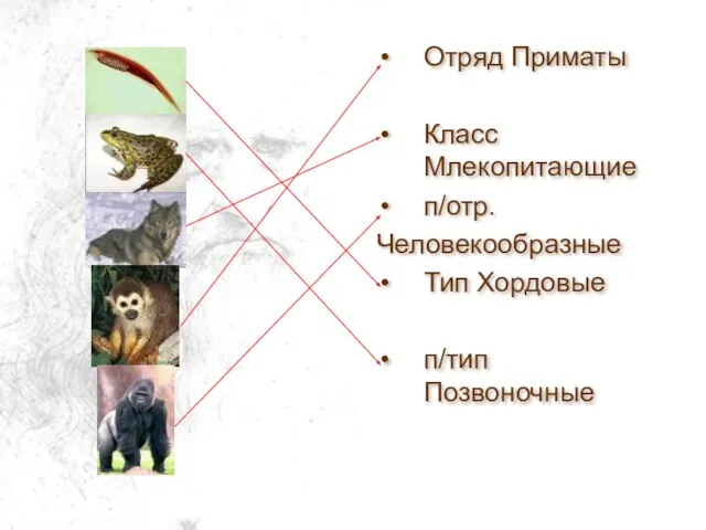 Отряд Приматы Класс Млекопитающие п/отр. Человекообразные Тип Хордовые п/тип Позвоночные