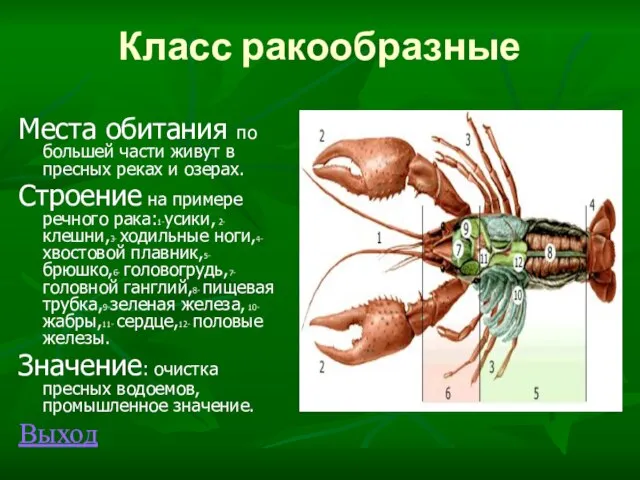 Класс ракообразные Места обитания по большей части живут в пресных реках