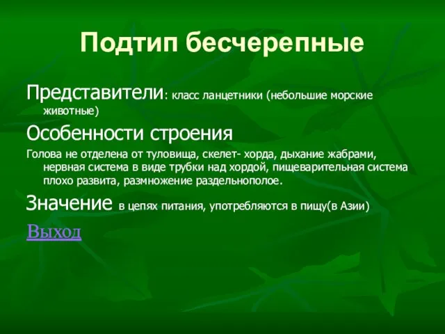 Подтип бесчерепные Представители: класс ланцетники (небольшие морские животные) Особенности строения Голова