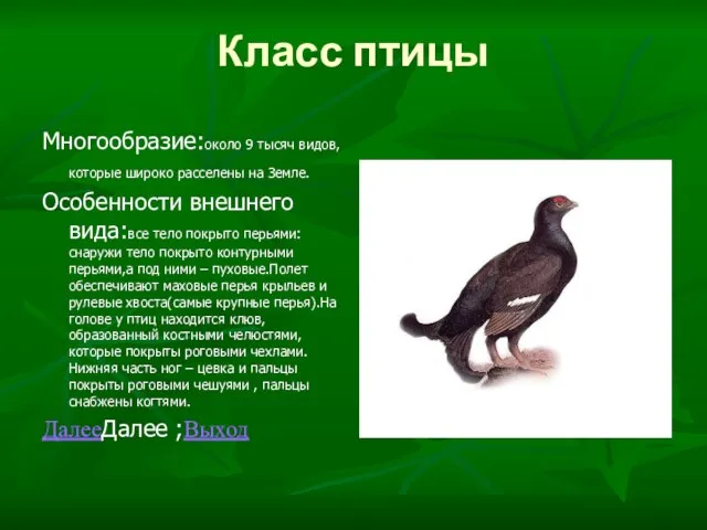 Класс птицы Многообразие:около 9 тысяч видов,которые широко расселены на Земле. Особенности