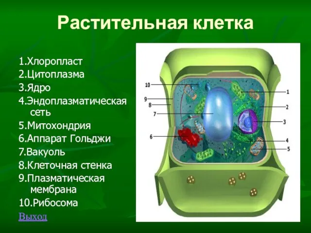 Растительная клетка 1.Хлоропласт 2.Цитоплазма 3.Ядро 4.Эндоплазматическая сеть 5.Митохондрия 6.Аппарат Гольджи 7.Вакуоль