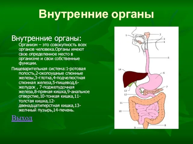 Внутренние органы Внутренние органы: Организм – это совокупность всех органов человека.Органы