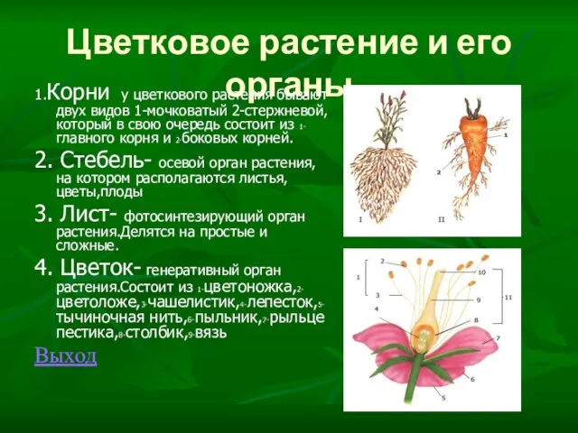 Цветковое растение и его органы 1.Корни у цветкового растения бывают двух