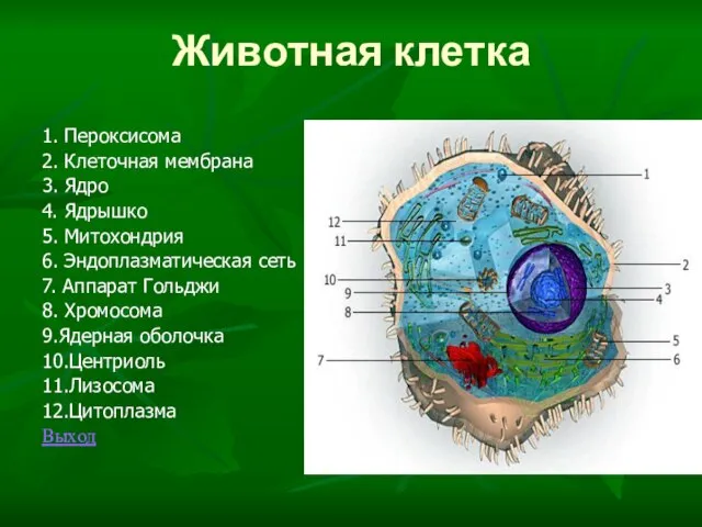 Животная клетка 1. Пероксисома 2. Клеточная мембрана 3. Ядро 4. Ядрышко