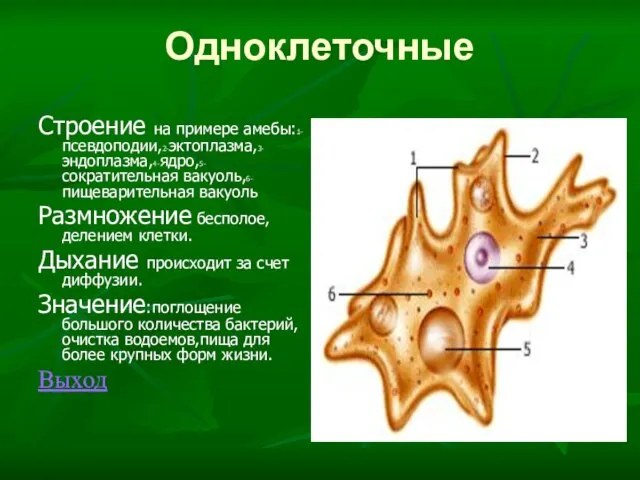 Одноклеточные Строение на примере амебы:1-псевдоподии,2-эктоплазма,3-эндоплазма,4-ядро,5-сократительная вакуоль,6-пищеварительная вакуоль Размножение бесполое,делением клетки. Дыхание