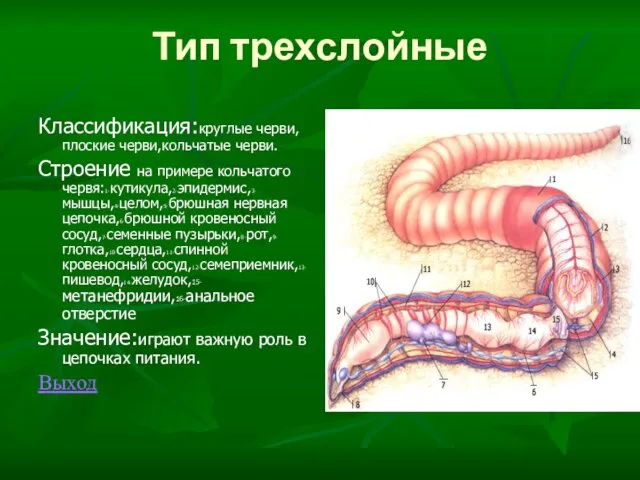 Тип трехслойные Классификация:круглые черви,плоские черви,кольчатые черви. Строение на примере кольчатого червя:1-кутикула,2-эпидермис,3-мышцы,4-целом,5-брюшная