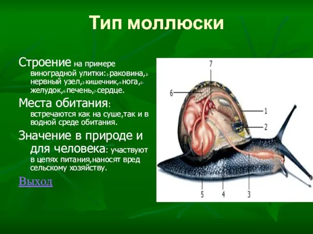 Тип моллюски Строение на примере виноградной улитки:1-раковина,2-нервный узел,3-кишечник,4-нога,5-желудок,6-печень,7-сердце. Места обитания: встречаются