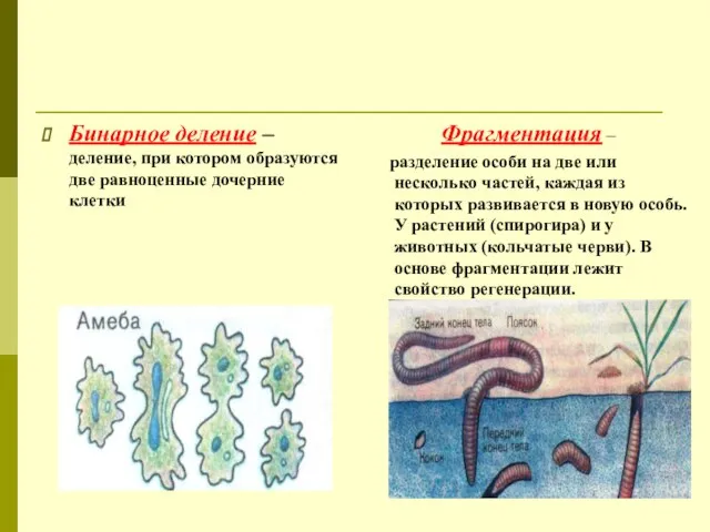 Бинарное деление – деление, при котором образуются две равноценные дочерние клетки