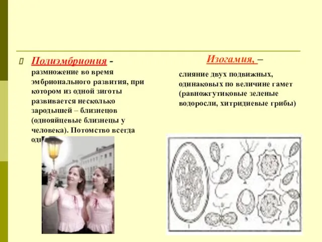 Полиэмбриония - размножение во время эмбрионального развития, при котором из одной