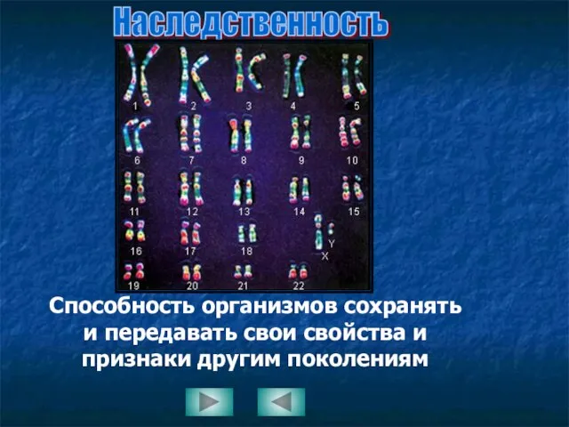 Наследственность Способность организмов сохранять и передавать свои свойства и признаки другим поколениям