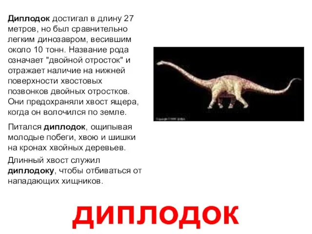 диплодок Диплодок достигал в длину 27 метров, но был сравнительно легким