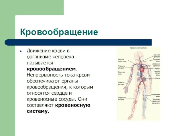 Кровообращение Движение крови в организме человека называется кровообращением. Непрерывность тока крови