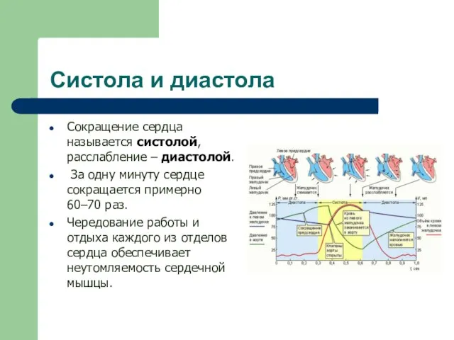 Систола и диастола Сокращение сердца называется систолой, расслабление – диастолой. За